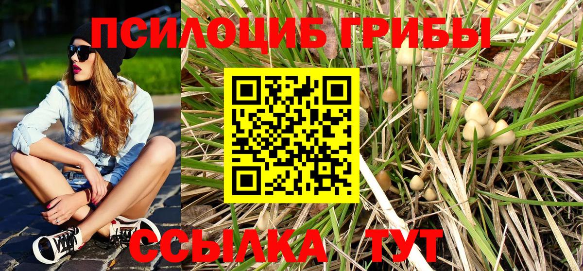 Свободный  Псилоцибиновые грибы GOLDEN TEACHER  Вход с VPN 